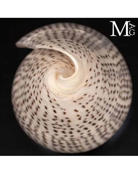 Conus Leopardus
