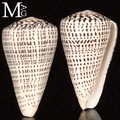 Conus Leopardus
