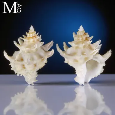Babelomurex Diadema – Conchiglia da collezione
