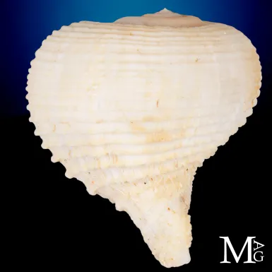 Rapa Rapa - Conchiglia da collezione.