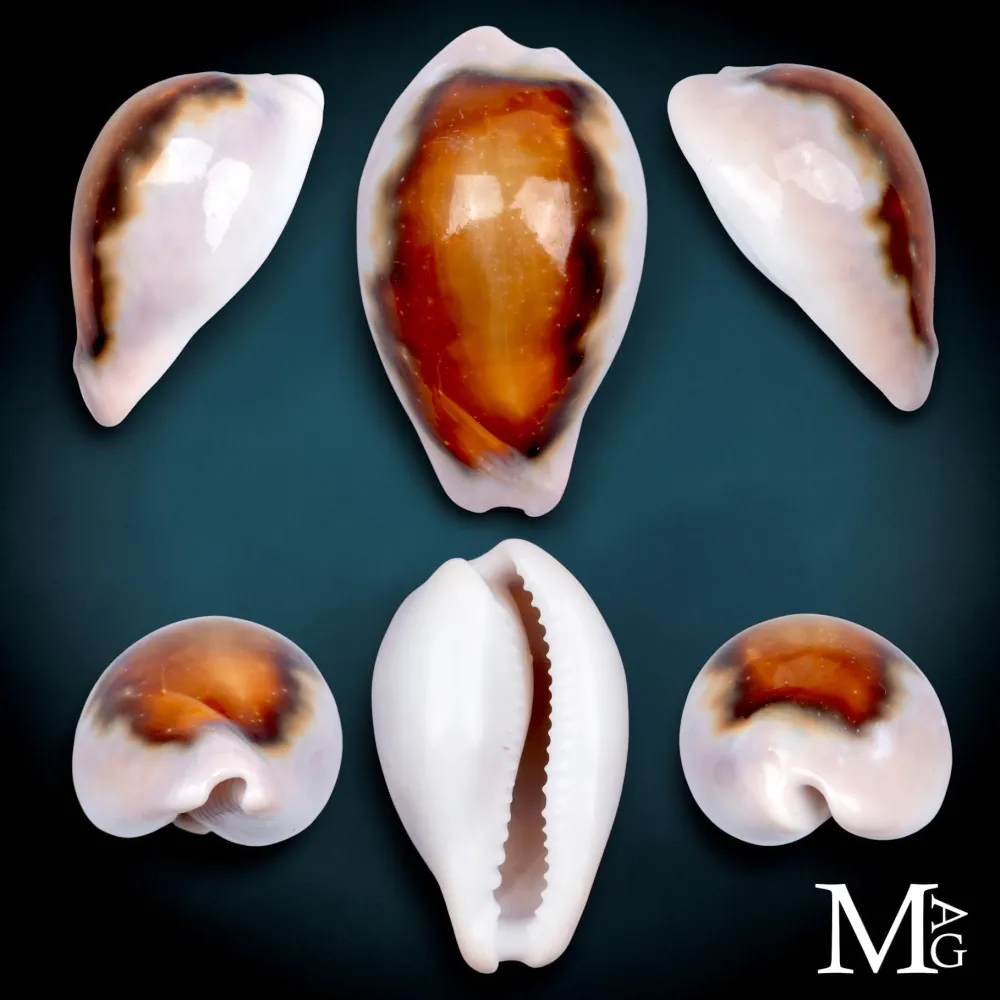 Neobernaya Spadicea – Ciprea Castagna