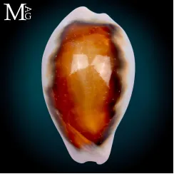 Neobernaya Spadicea (2)