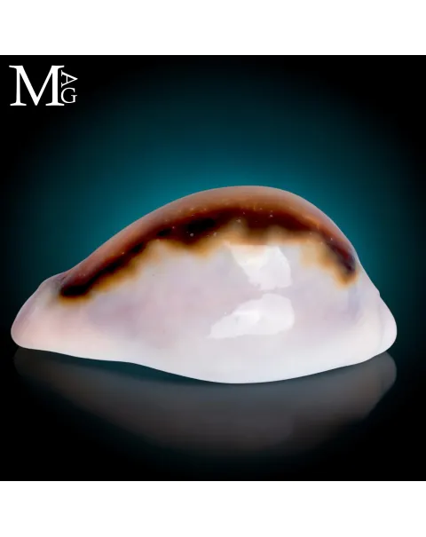Neobernaya Spadicea – Ciprea Castagna