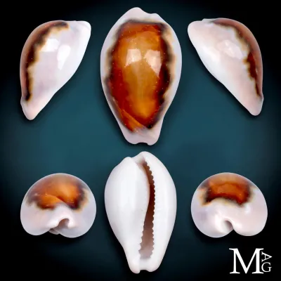Neobernaya Spadicea – Ciprea Castagna