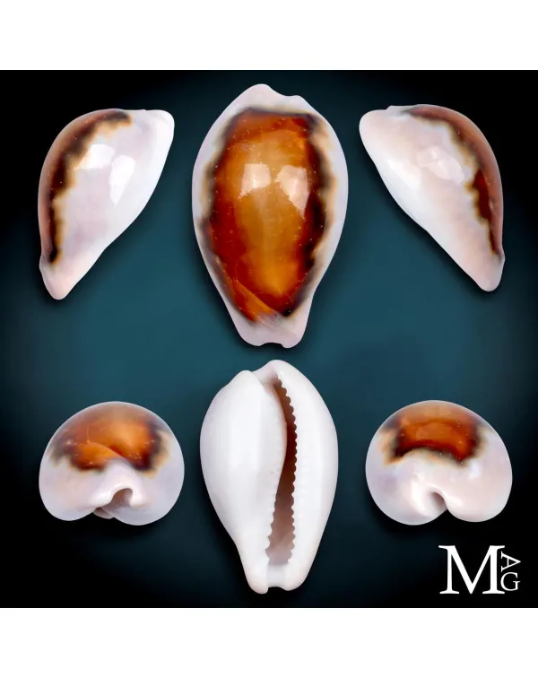 Neobernaya Spadicea – Ciprea Castagna