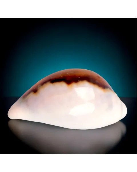 Neobernaya Spadicea – Chestnut Cowrie