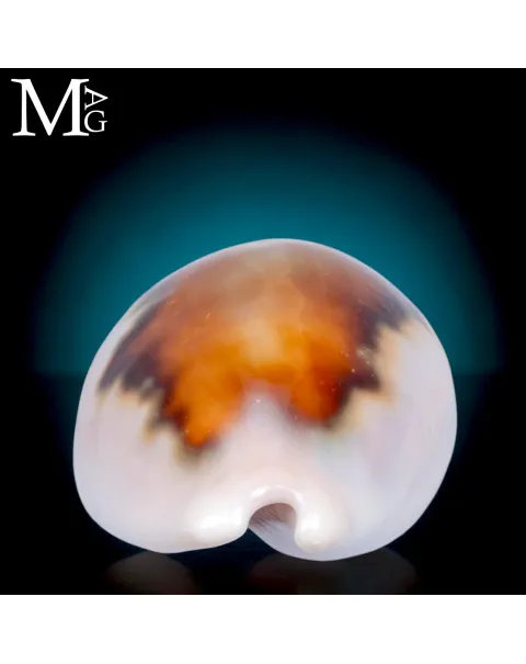 Neobernaya Spadicea – Chestnut Cowrie