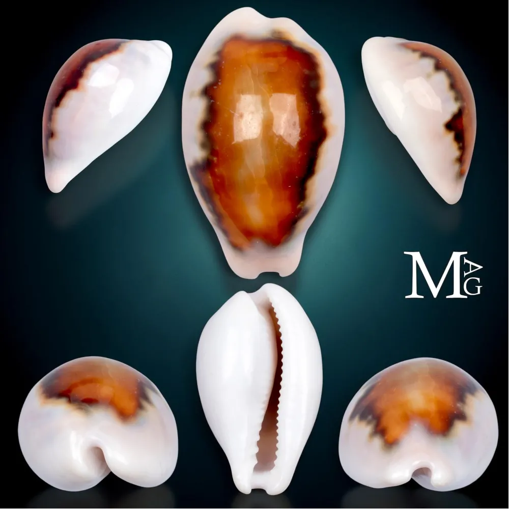 Neobernaya Spadicea – Chestnut Cowrie