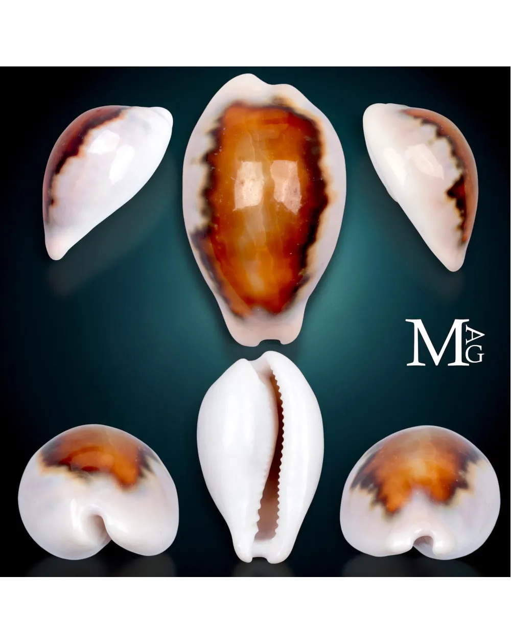 Neobernaya Spadicea – Chestnut Cowrie