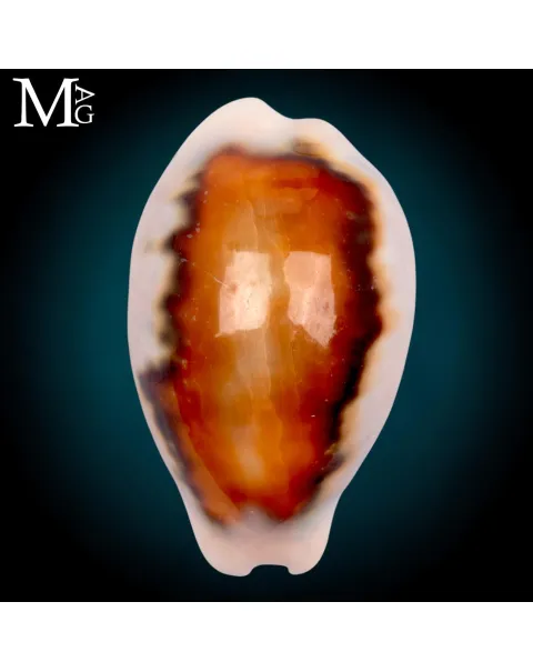 Neobernaya Spadicea – Chestnut Cowrie