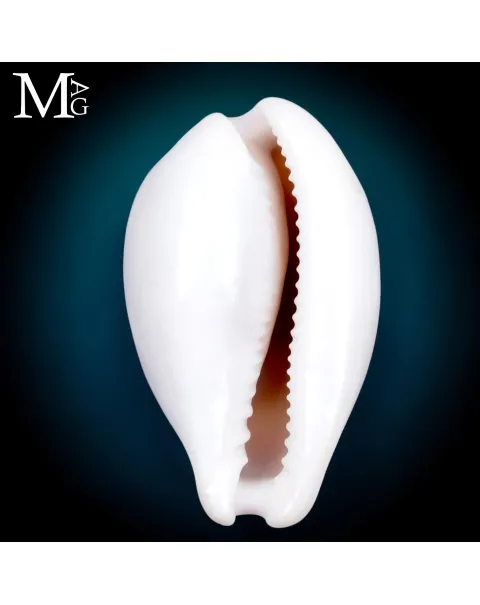 Neobernaya Spadicea – Chestnut Cowrie