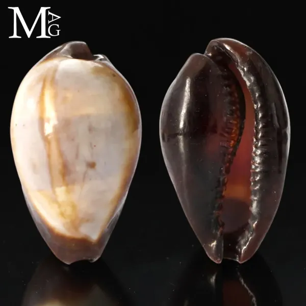 Erronea Onyx - Vietnam