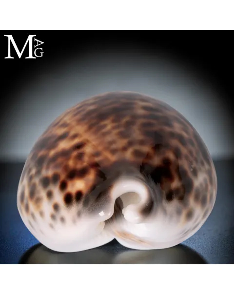 Cypraea Tigris Tigris - Madagascar - Fort Dauphin - 107,5 mm