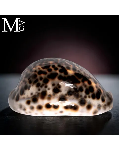 Cypraea Tigris Schilderiana – Hawaii