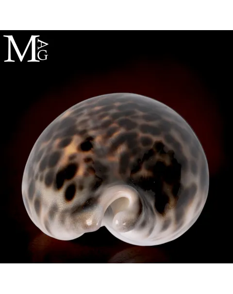 Cypraea Tigris Schilderiana – Hawaii