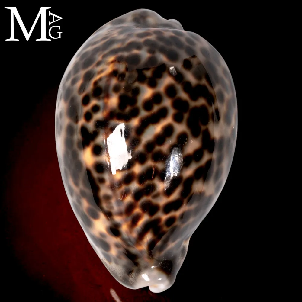 Cypraea Tigris Schilderiana – Hawaii