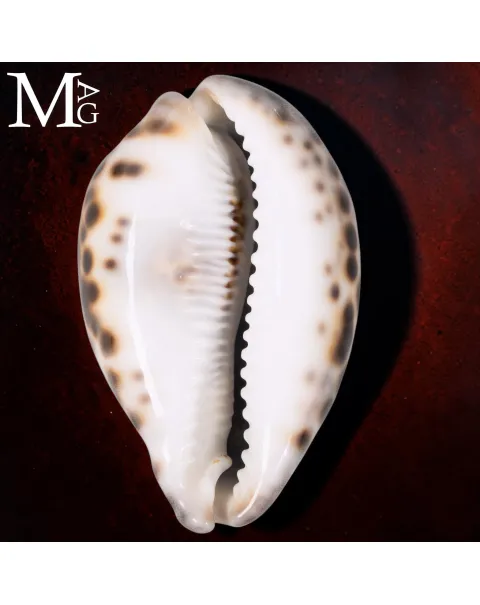 Cypraea Tigris Schilderiana – Hawaii