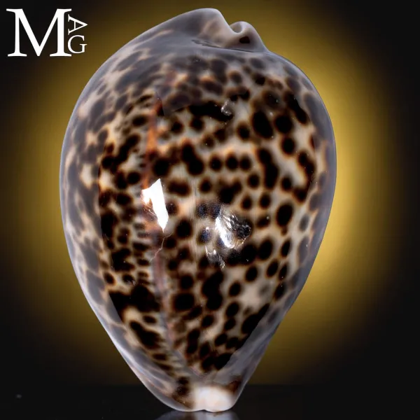 Cypraea Tigris Schilderiana - Hawaii - 110 mm