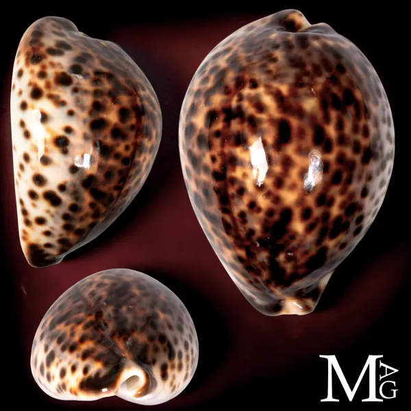 Cypraea Tigris Schilderiana - Hawaii - 115 mm