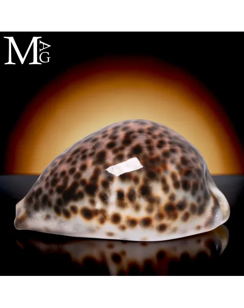 Cypraea Tigris Schilderiana - Hawaii 114 mm