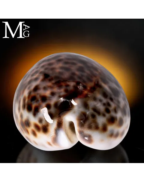 Cypraea Tigris Schilderiana - Hawaii 114 mm