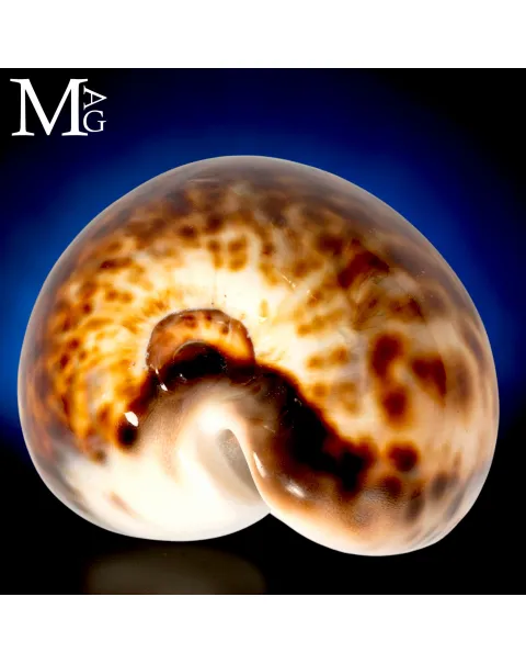 Cypraea Tigris Schilderiana - Gialla Madagascar