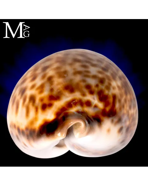 Cypraea Tigris Schilderiana - Gialla Madagascar
