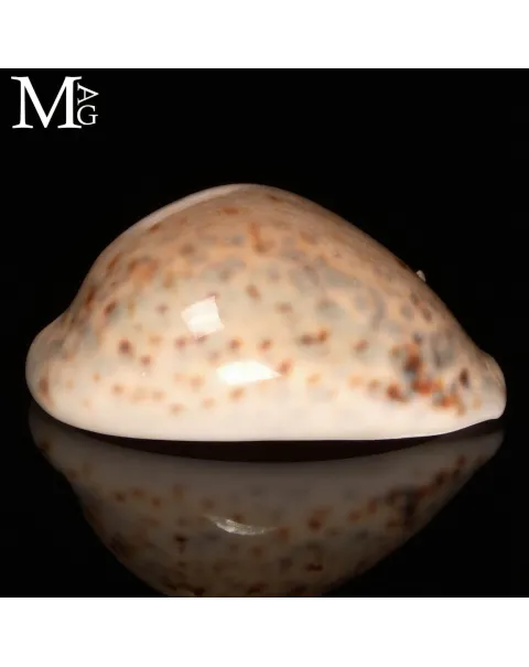 Cypraea Tigris – GEM Quality