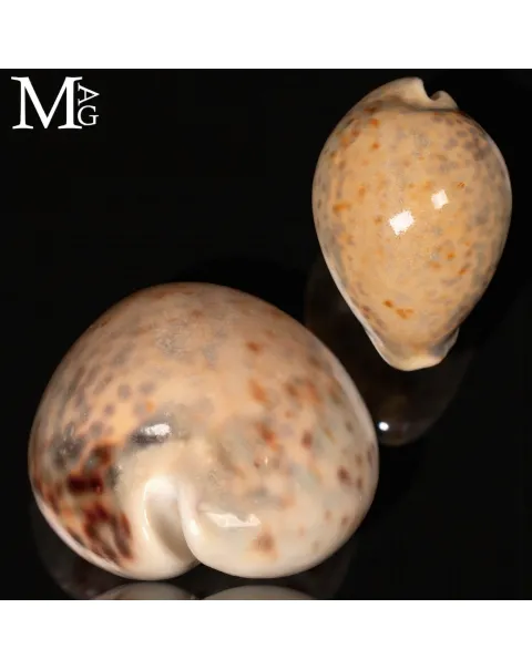 Cypraea Tigris – GEM Quality
