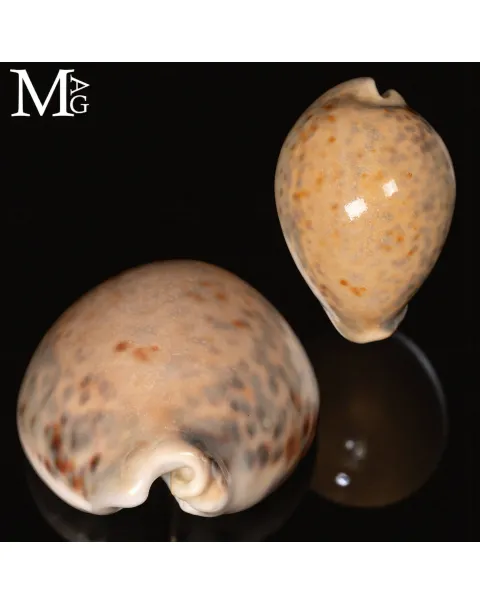 Cypraea Tigris – GEM Quality