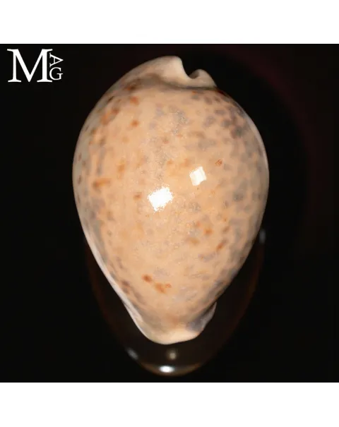 Cypraea Tigris – GEM Quality