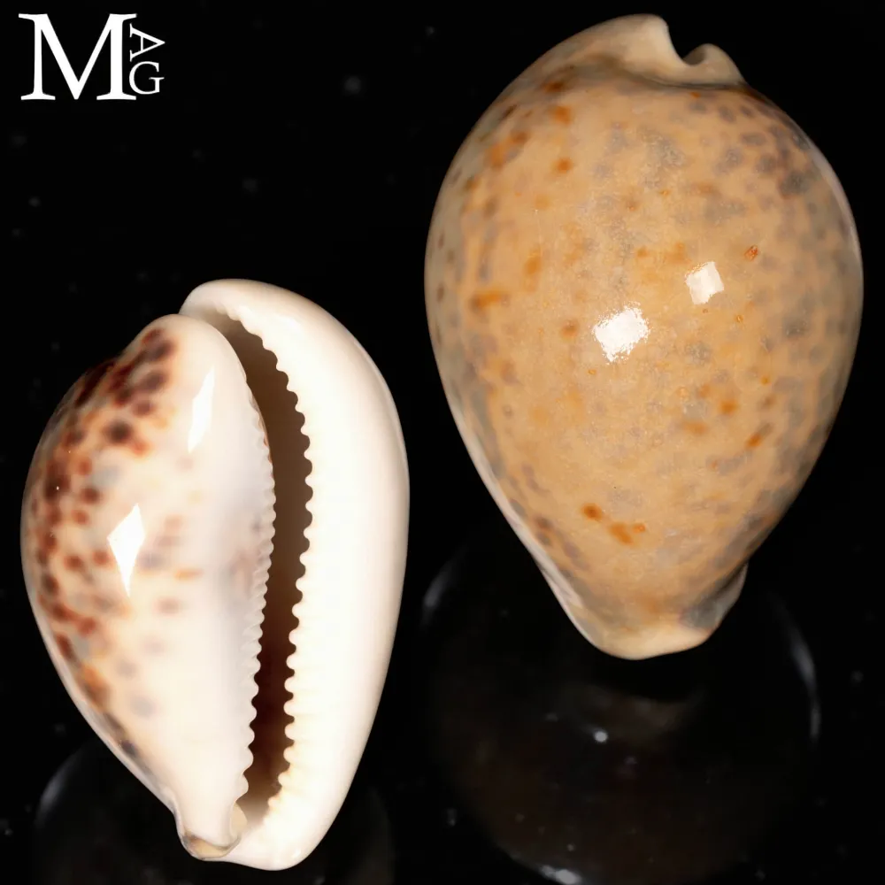 Cypraea Tigris – GEM Quality