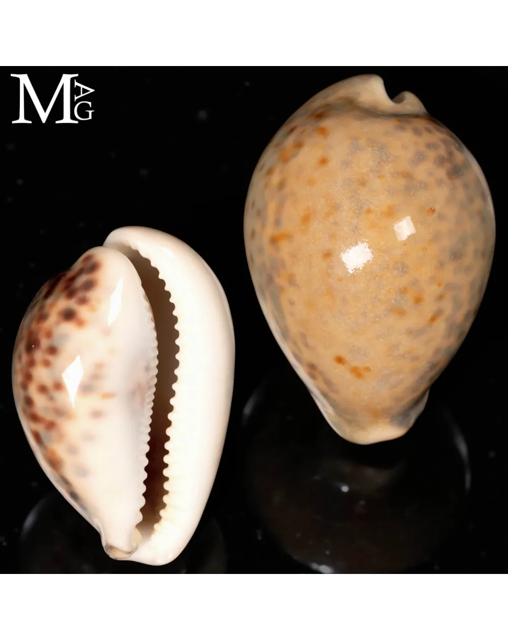 Cypraea Tigris – GEM Quality