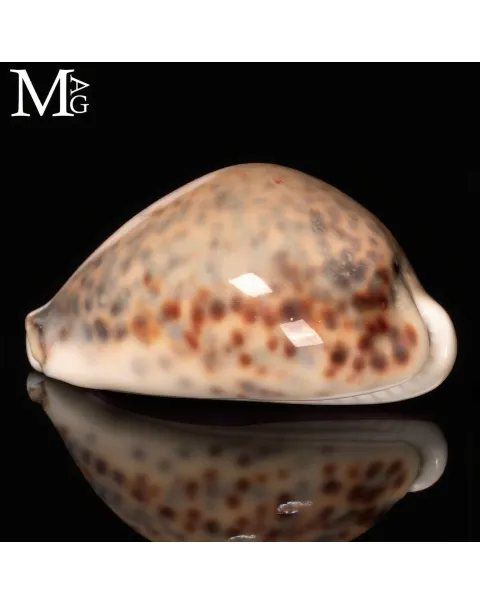 Cypraea Tigris – GEM Quality