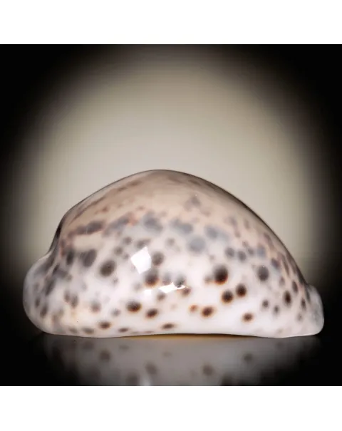 Cypraea Tigris Tigris - Madagascar - Diego Suarez