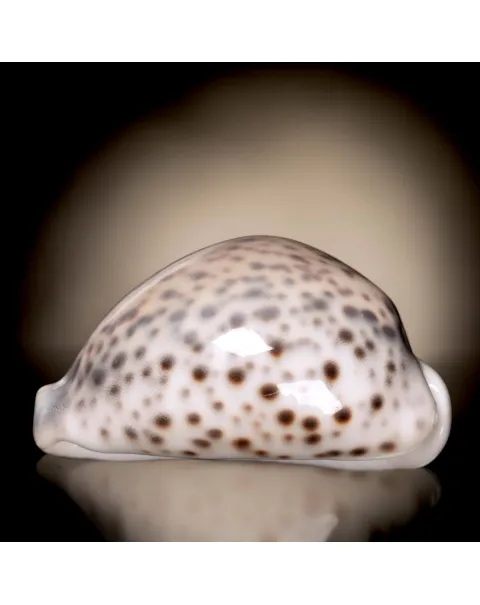 Cypraea Tigris Tigris - Madagascar - Diego Suarez