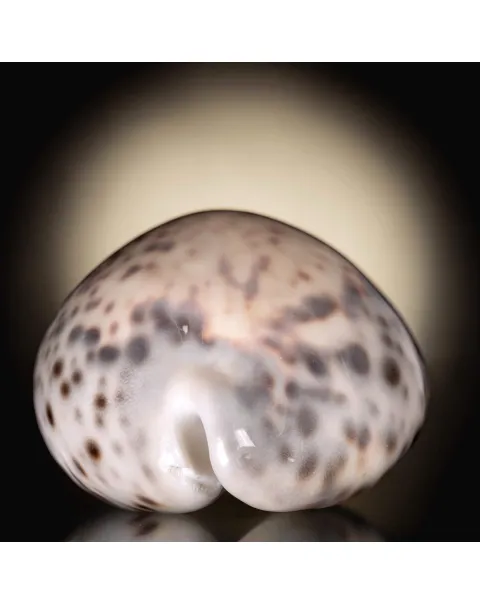 Cypraea Tigris Tigris - Madagascar - Diego Suarez