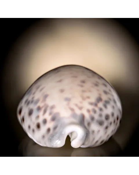 Cypraea Tigris Tigris - Madagascar - Diego Suarez
