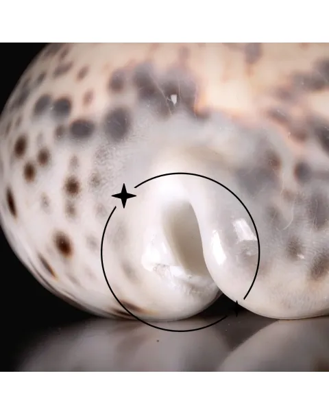 Cypraea Tigris Tigris - Madagascar - Diego Suarez