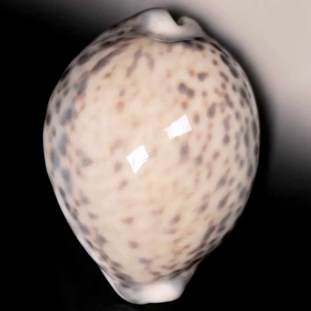 Cypraea Tigris Tigris - Madagascar - Diego Suarez