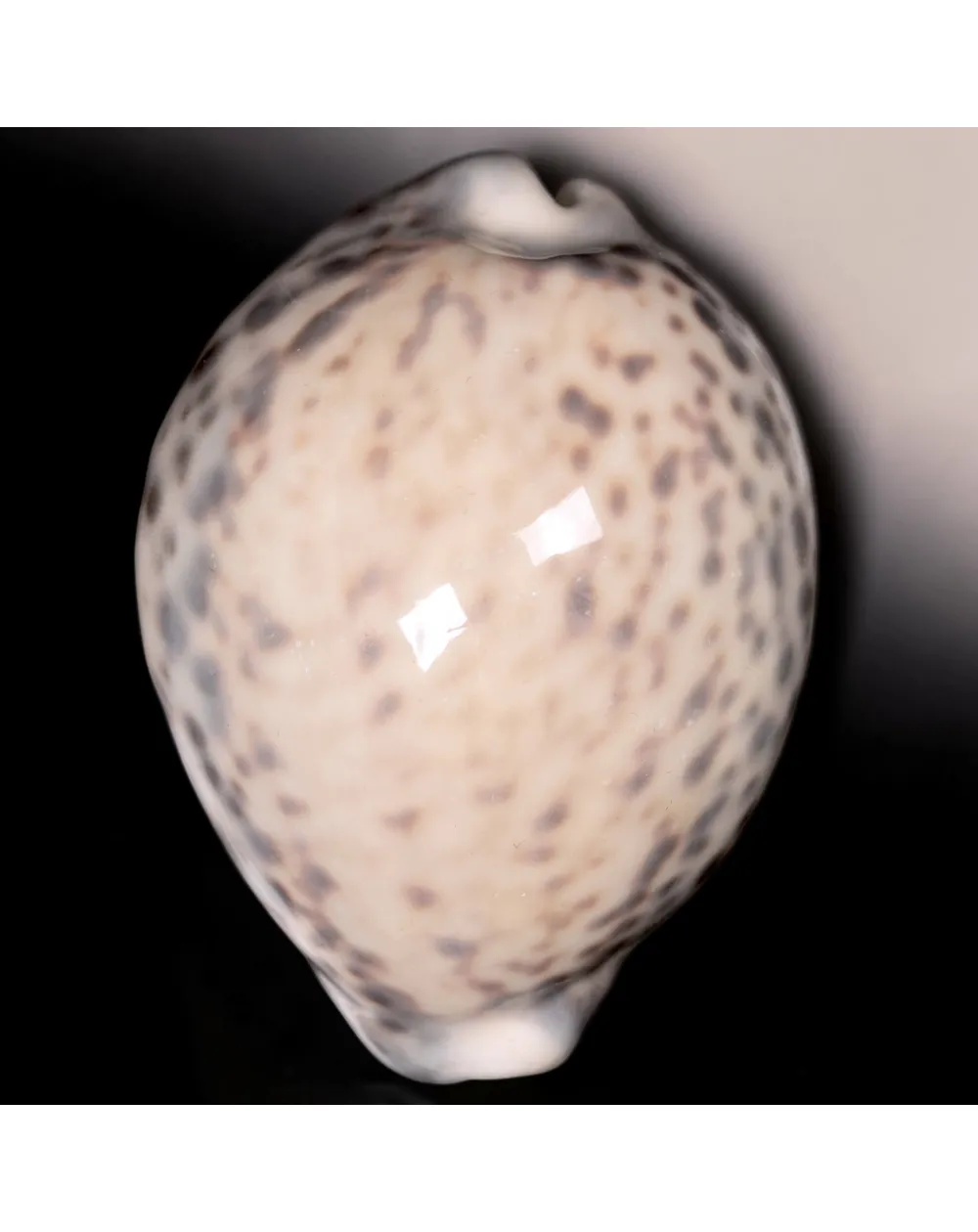 Cypraea Tigris Tigris - Madagascar - Diego Suarez