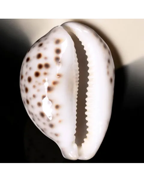 Cypraea Tigris Tigris - Madagascar - Diego Suarez