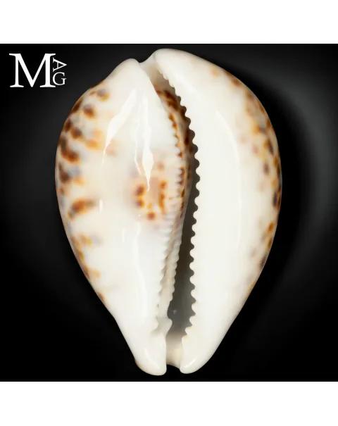 Cypraea Tigris - Variante Cromatica Crema coffeè.