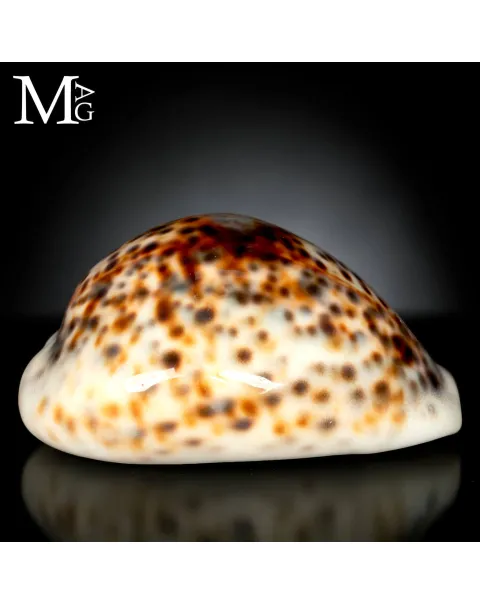 Cypraea Tigris - Variante Cromatica Crema coffeè.