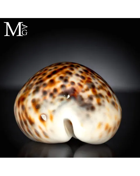 Cypraea Tigris - Variante Cromatica Crema coffeè.