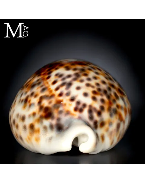 Cypraea Tigris - Variante Cromatica Crema coffeè.