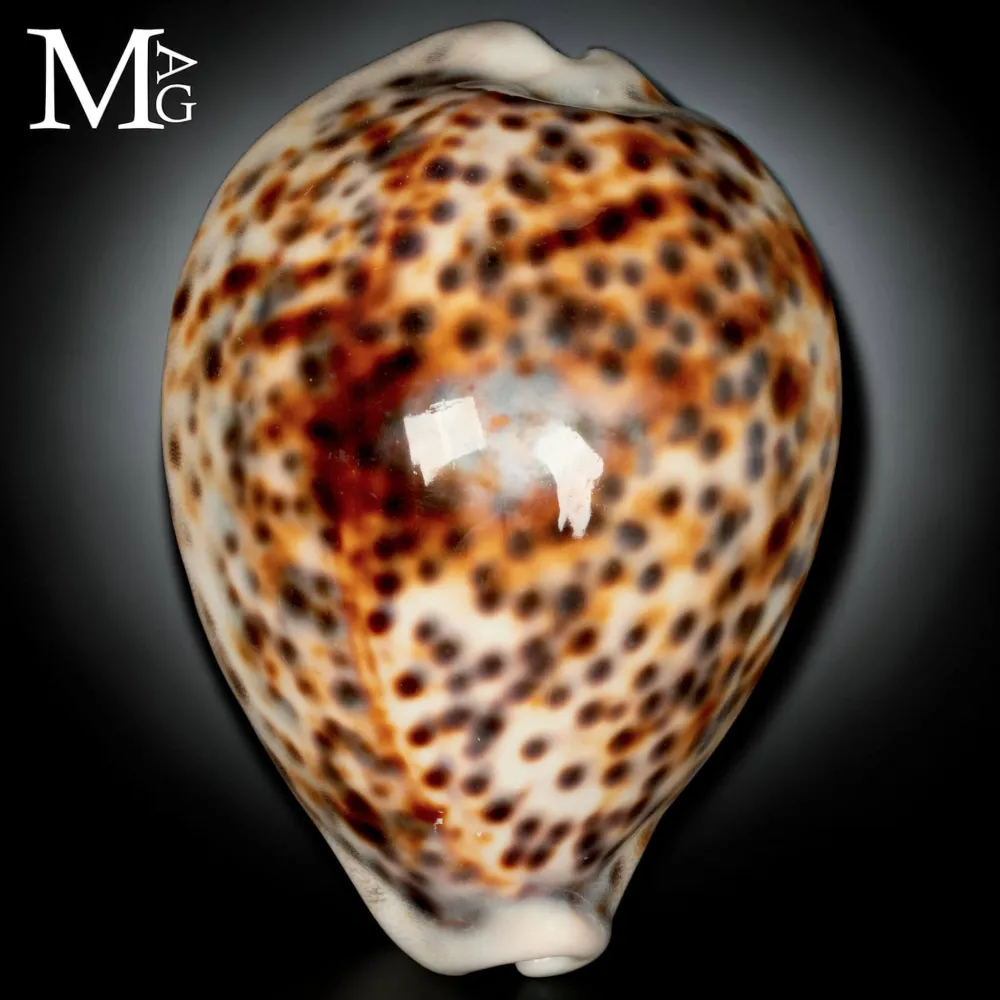Cypraea Tigris - Variante Cromatica Crema coffeè.