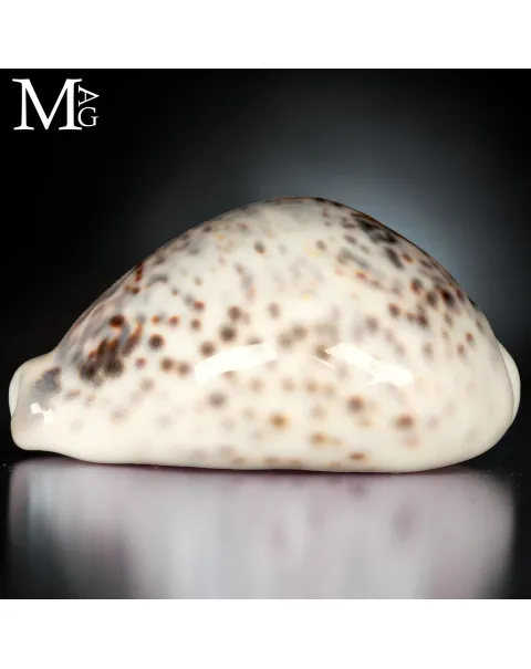 Cypraea Tigris Special – Vohemar – Gerontica.