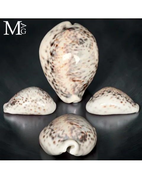 Cypraea Tigris Special – Vohemar – Gerontica.