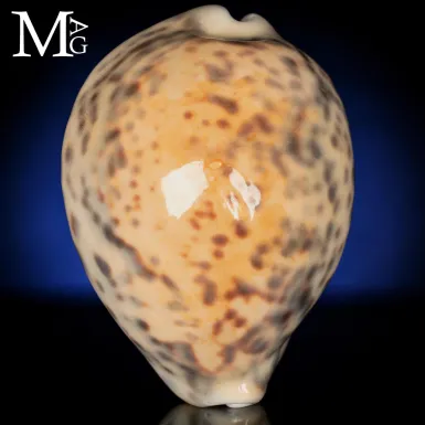 Cypraea Tigris - Vohemar, Madagascar - 93 mm